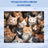 Collage of many fluffy cats with blue background.